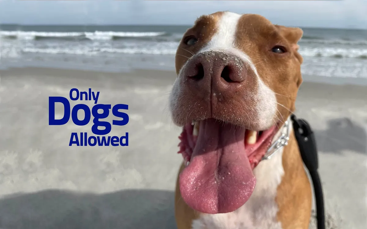 A joyful dog with a sandy face sits on the beach, the ocean sparkling in the background. The scene captures a sunny day with footprints in the sand, hinting at playful activities and companionship.